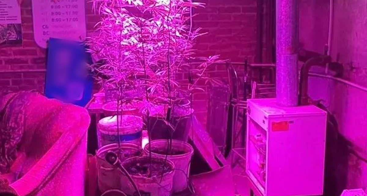 Житель Чебаркуля задержан за выращивание конопли в цокольном этаже жилого дома