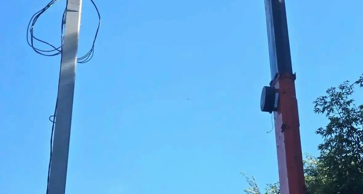 На автовышке в Троицке сняли кошку с дерева, а сотрудница соцзащиты забрала её домой
